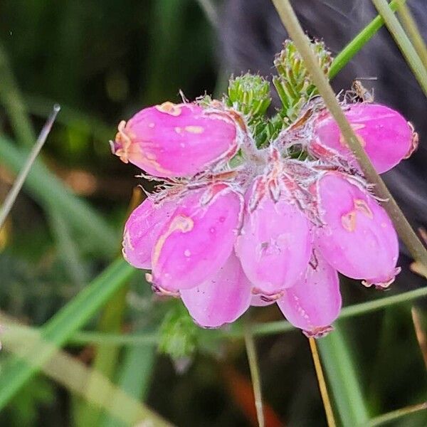 Erica tetralix Flor