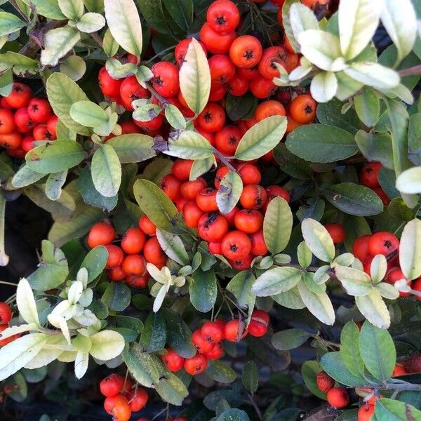 Pyracantha crenulata 果實