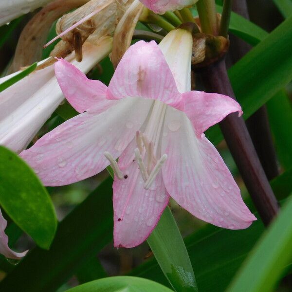 Amaryllis belladonna Flors