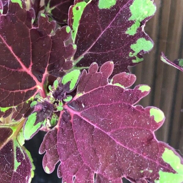 Coleus decurrens List