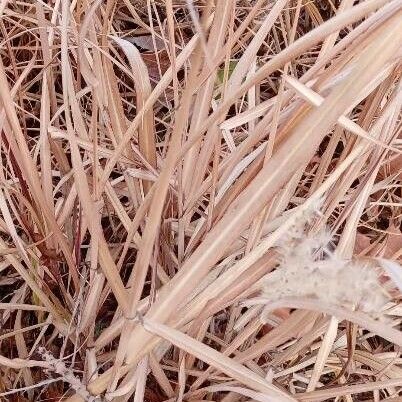 Miscanthus sinensis Φύλλο