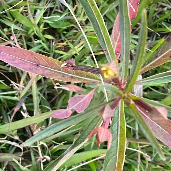 Ludwigia alternifolia Лист