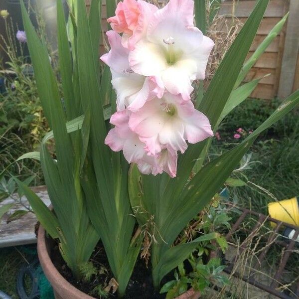 Gladiolus communis Blüte