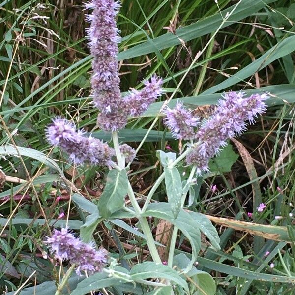 Mentha longifolia Other