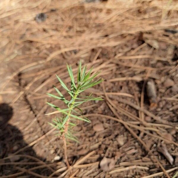 Acacia verticillata Квітка