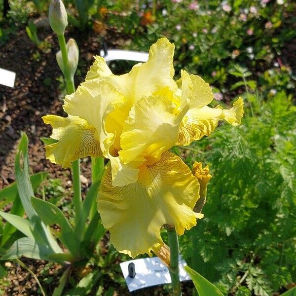 Iris barbatula Flor