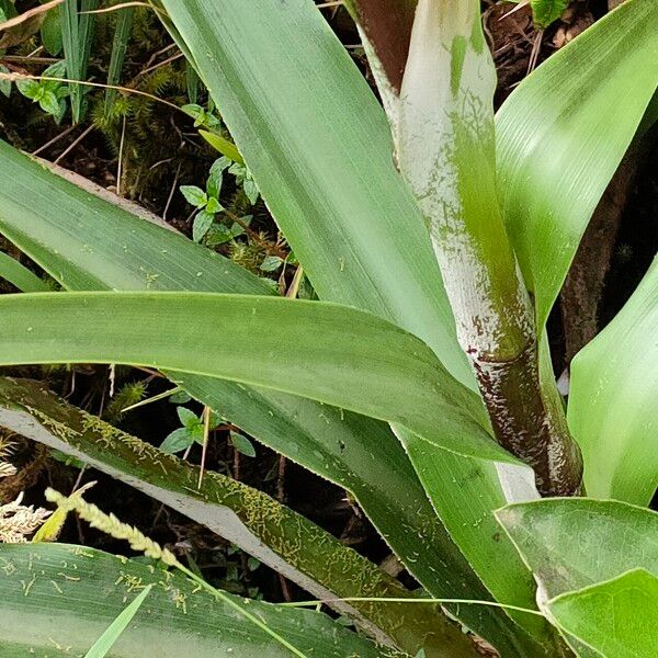 Pitcairnia bifrons Лист