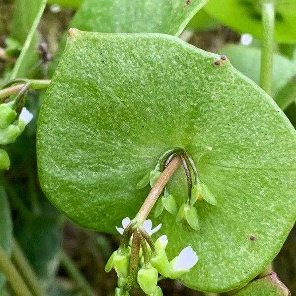 Claytonia perfoliata Blomst