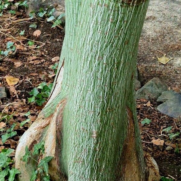 Acer pensylvanicum Bark