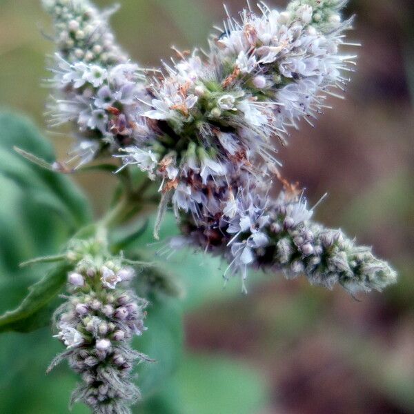 Mentha longifolia Flower