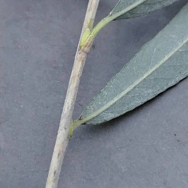 Salix purpurea Bark