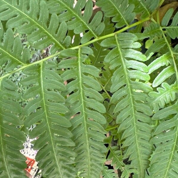 Pteris tripartita Blad