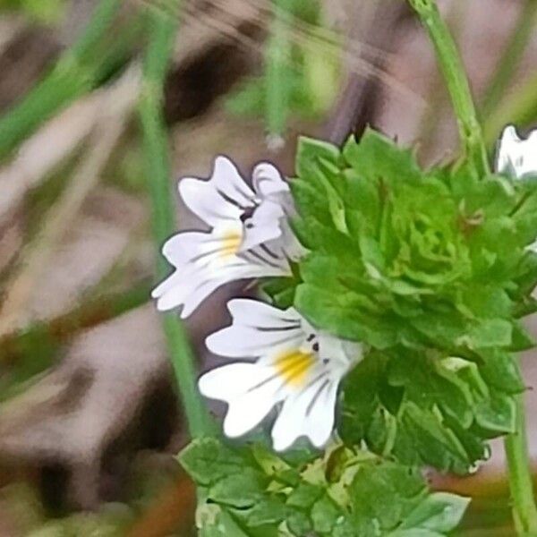 Euphrasia stricta 花