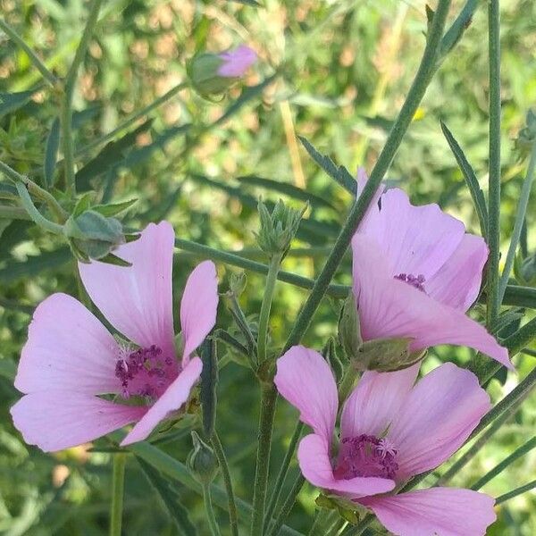 Althaea cannabina Žiedas