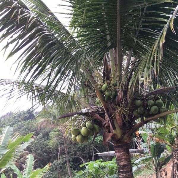 Cocos nucifera 叶