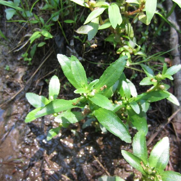 Gratiola virginiana Habit