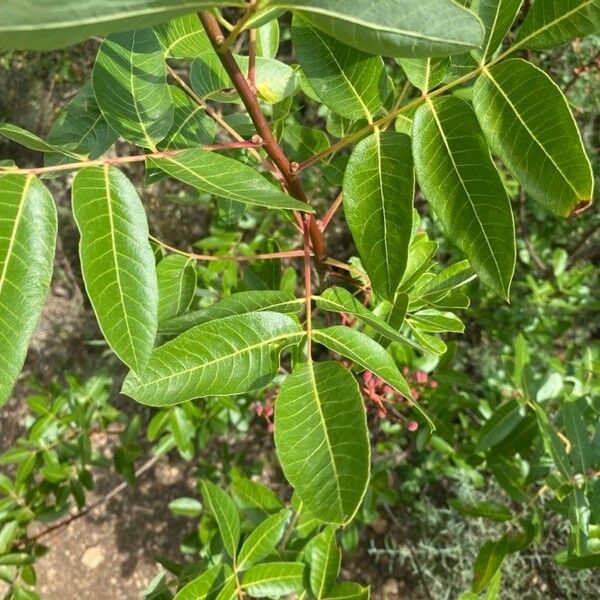 Pistacia terebinthus Folha