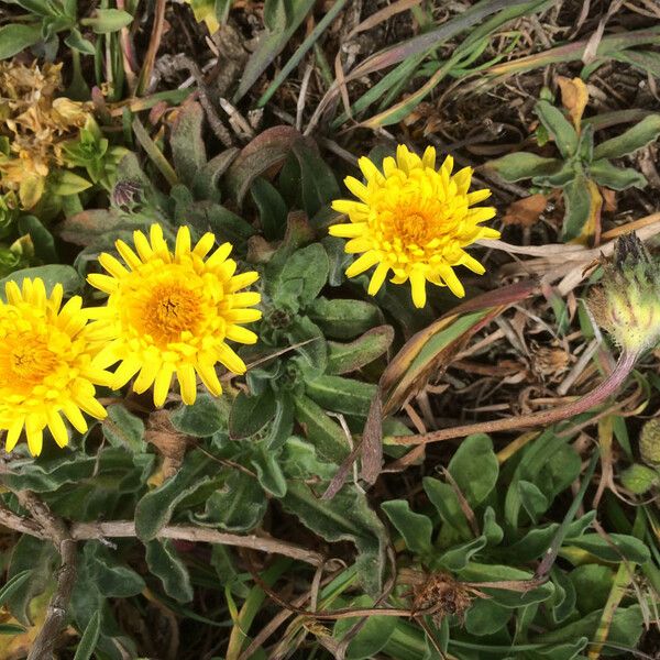 Agoseris apargioides Kvet