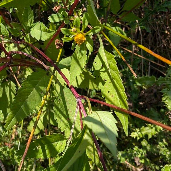 Bidens frondosa موطن