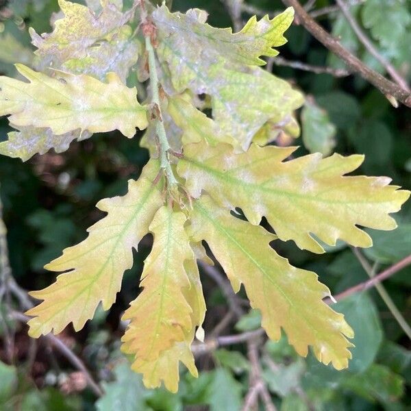 Quercus pubescens Лист