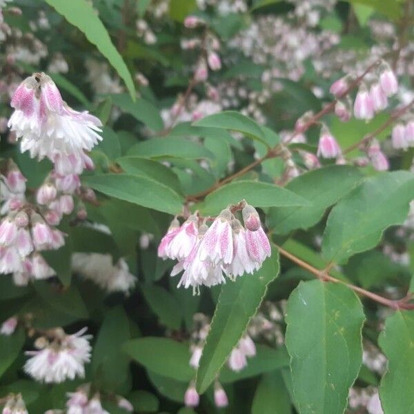 Deutzia crenata Flower