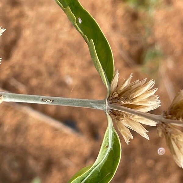 Sericocomopsis hildebrandtii Blad