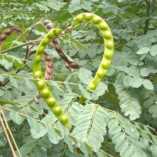 Adenanthera pavonina Fruto