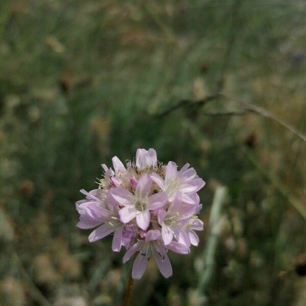 Armeria arenaria Цвят