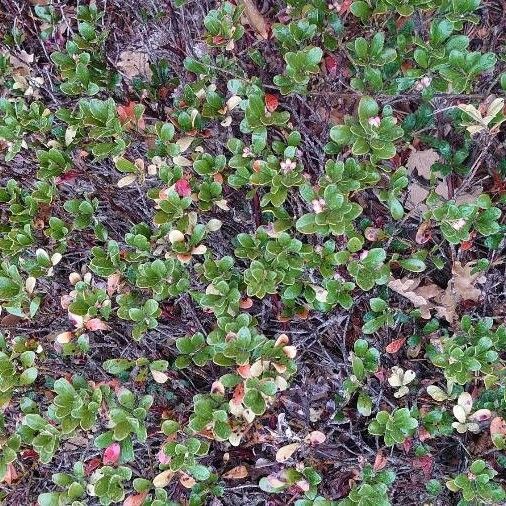 Arctostaphylos uva-ursi অভ্যাস