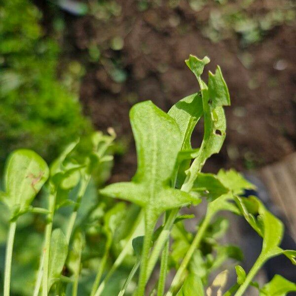 Rumex acetosella Leaf