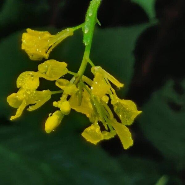 Rhamphospermum nigrum Flower