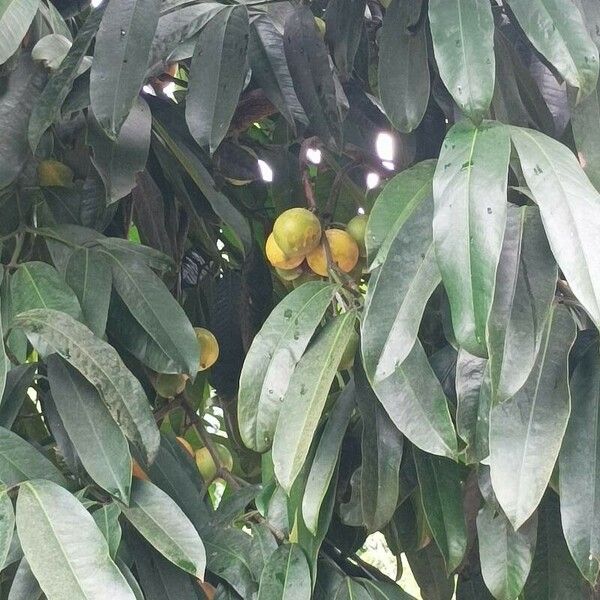 Garcinia xishuanbannaensis Leaf