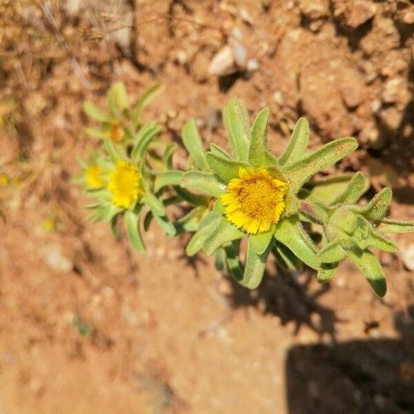 Asteriscus aquaticus Blomst