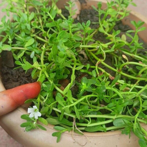 Bacopa monnieri Foglia