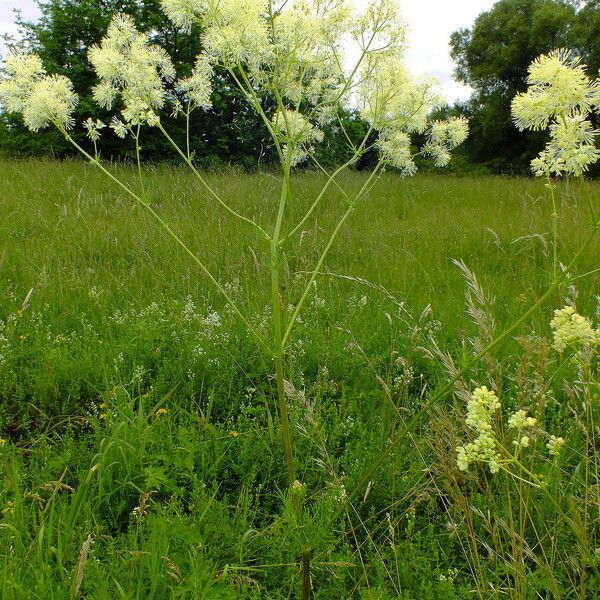 Thalictrum lucidum Celota