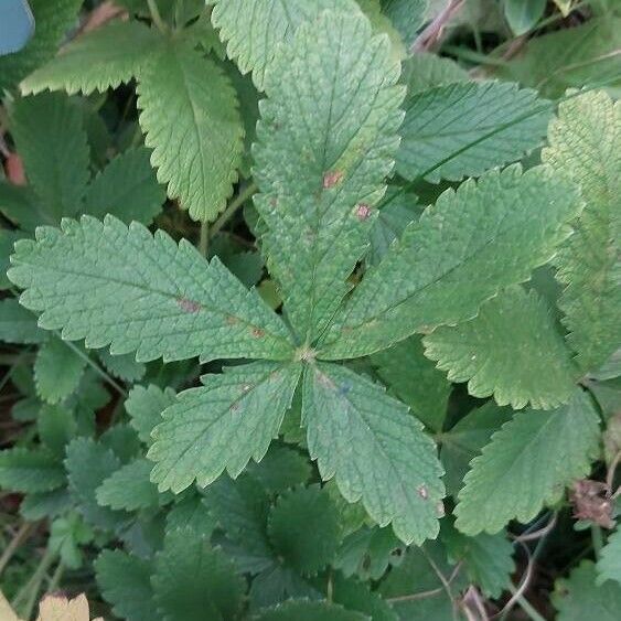 Potentilla nepalensis Leaf