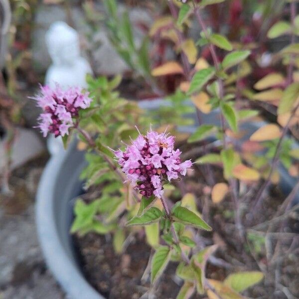 Origanum vulgare Flower