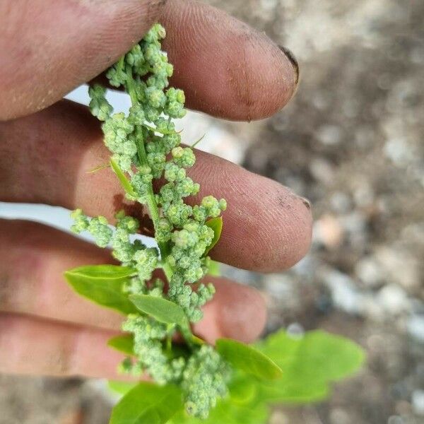 Chenopodium berlandieri Frunză