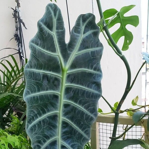 Alocasia longiloba Ліст