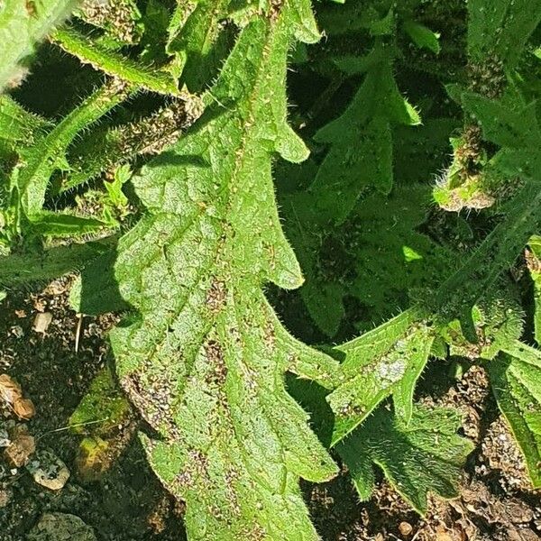 Nidorella aegyptiaca Ліст