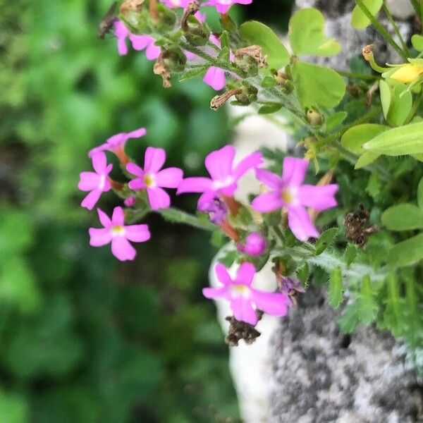 Erinus alpinus 花