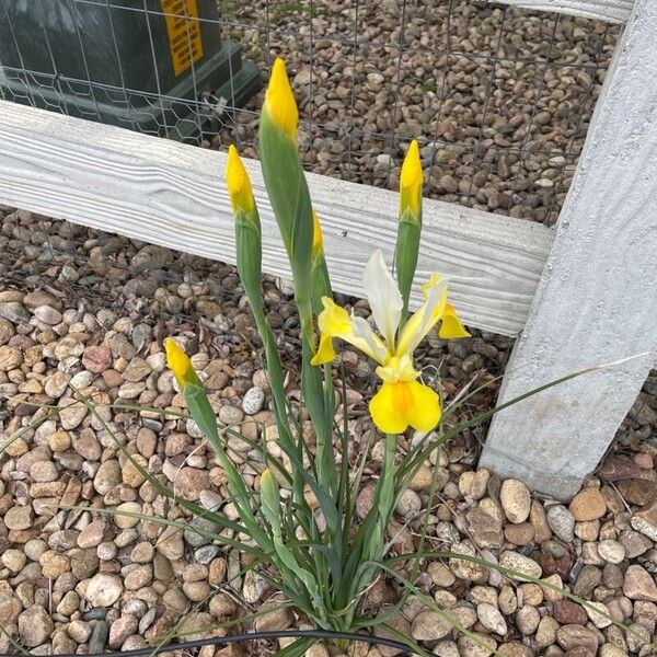 Iris xiphium Yaprak