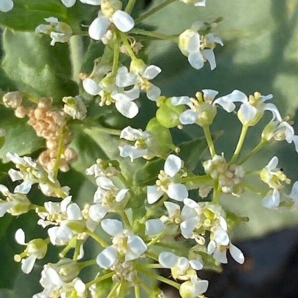 Lepidium latifolium Flor