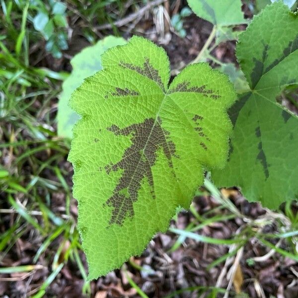 Rubus alceifolius Blad