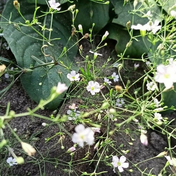 Gypsophila muralis Φύλλο