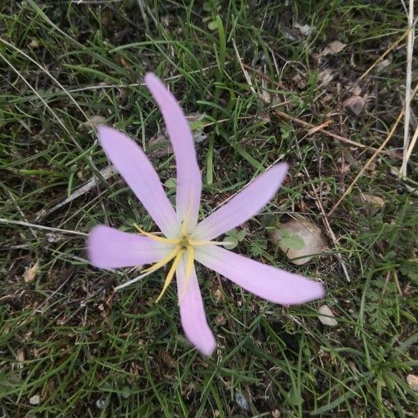 Colchicum montanum ফুল