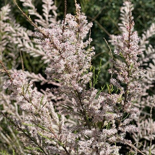 Tamarix parviflora Floro