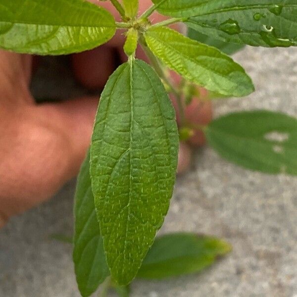 Acalypha australis Hoja