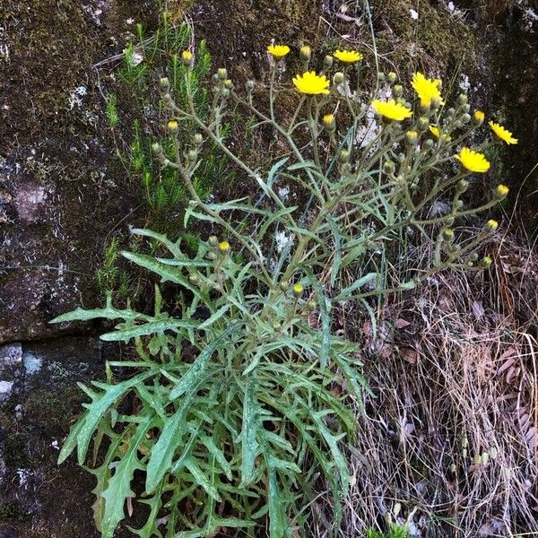 Andryala glandulosa 整株植物