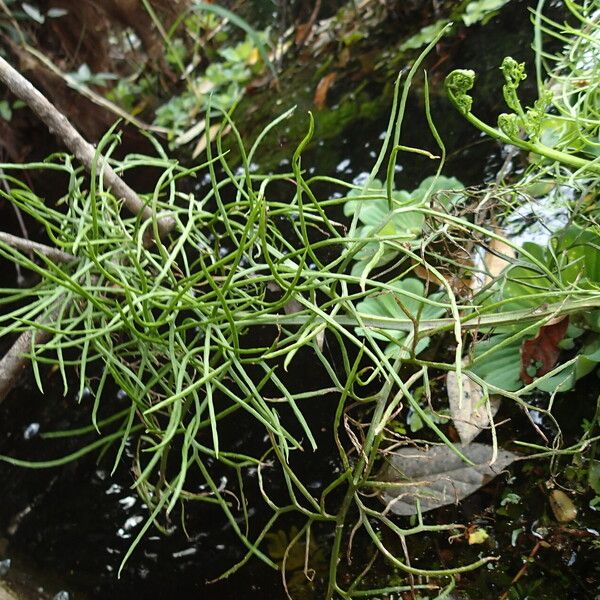 Ceratopteris cornuta Leaf